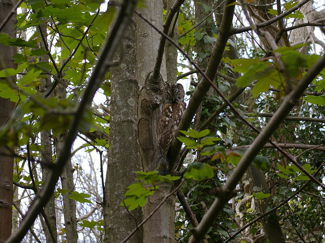 Headington Heritage Tawny Owls www.headingtonheritage.org.uk